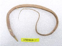 藏品(線尾鴨嘴鰻)的圖片